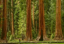 10 arbres les plus hauts du monde