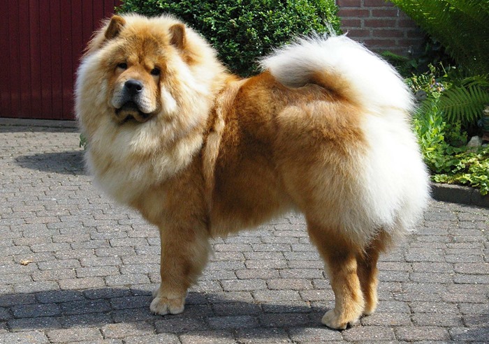Chow Chow