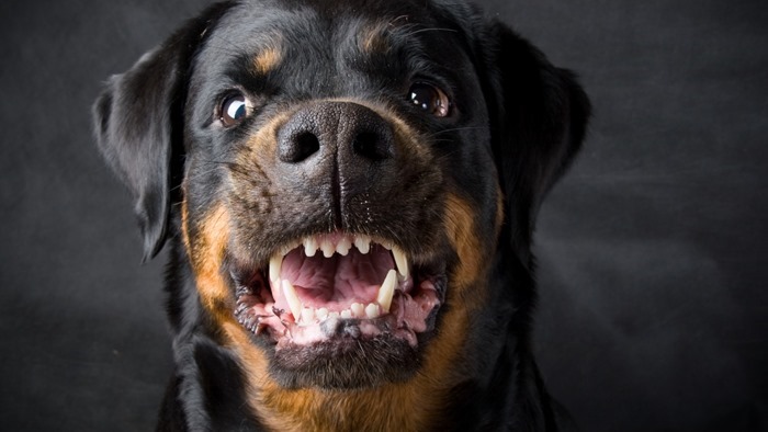 Rottweiler