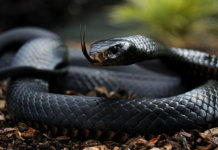 Top 10 des serpents les plus venimeux au monde Black Mamba