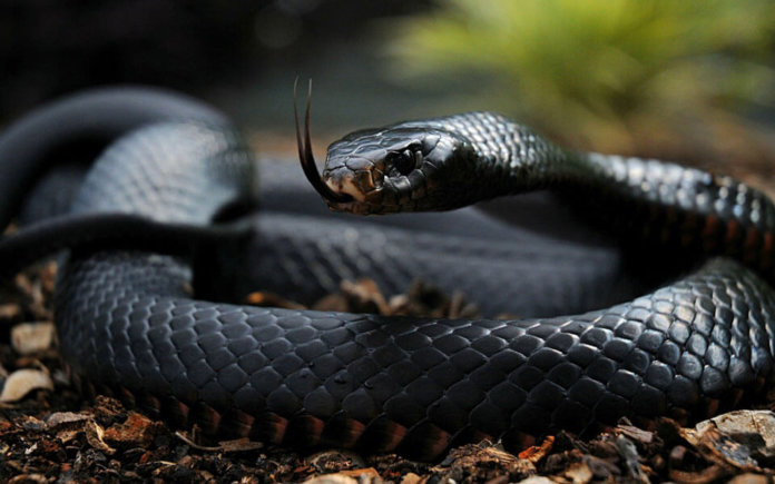 Black Mamba