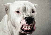 Les chiens les plus dangereux du monde: 10 races, photos, description