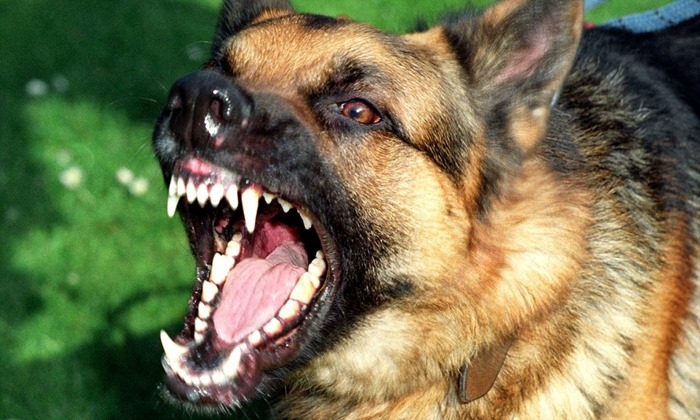 Berger allemand