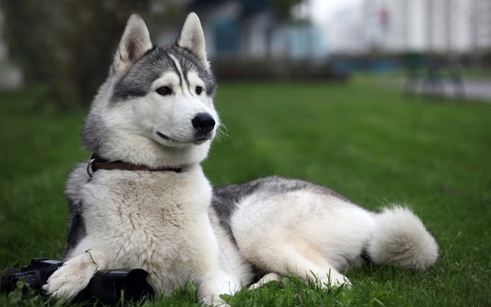 Husky sibérien