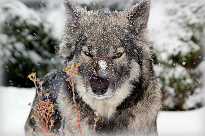  Hybrides de loups