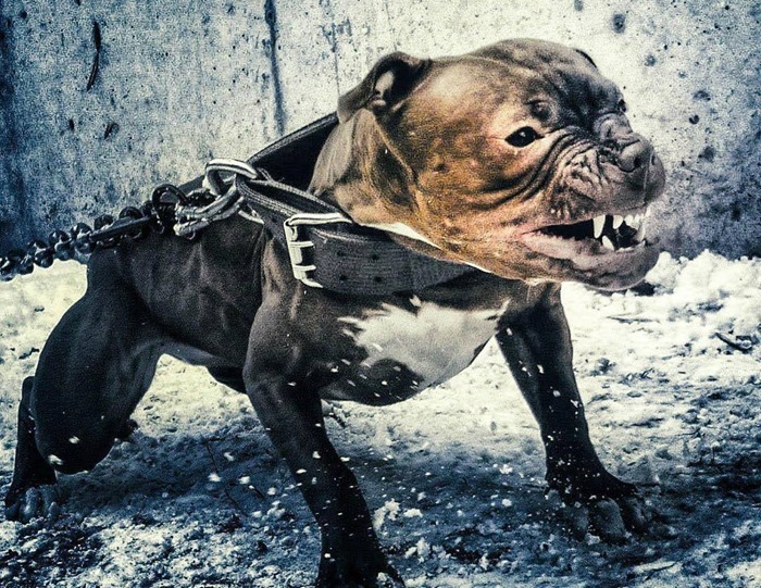 American Pit Bull Terrier