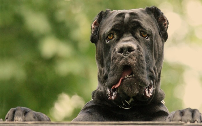 Chien canari