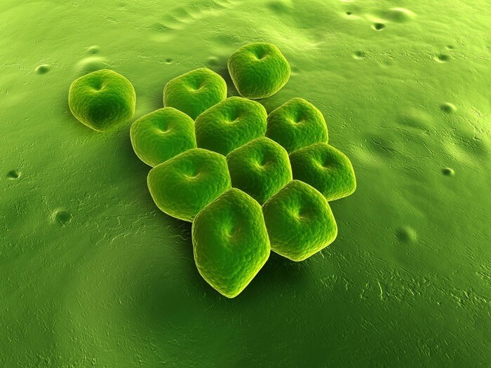Akinetobacter Bauman