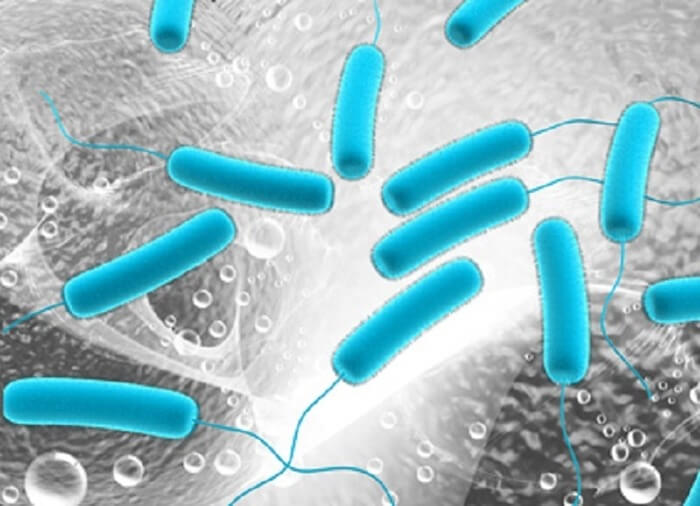 Pseudomonas aeruginosa
