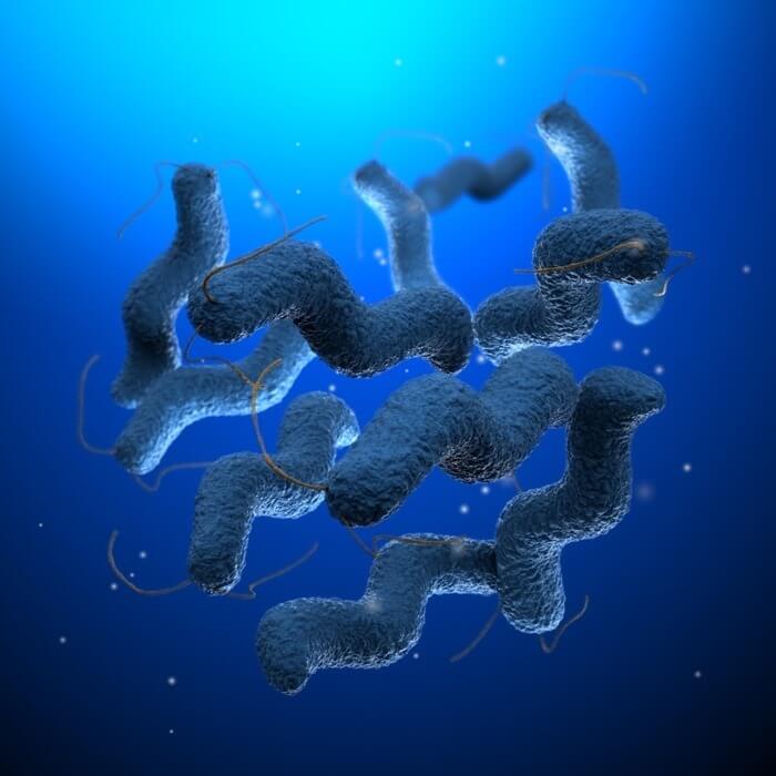 Campylobacter