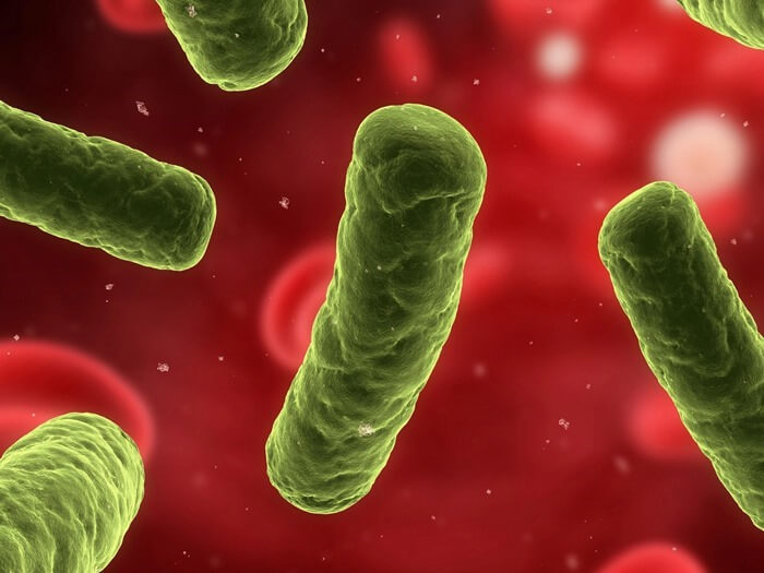  Enterobacteriaceae, y compris Klebsiella, Escherichia coli, Serrata et Proteus