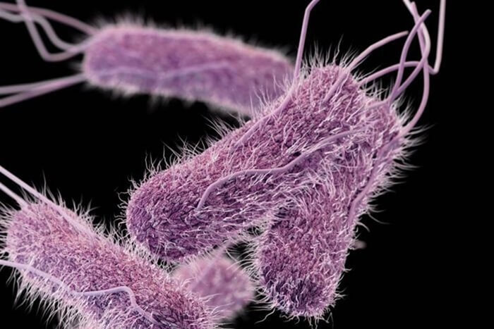 Salmonella
