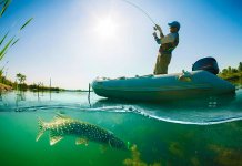 Évaluation des wobblers pour le brochet 2017