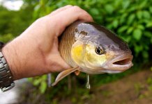 Meilleurs wobblers pour chub