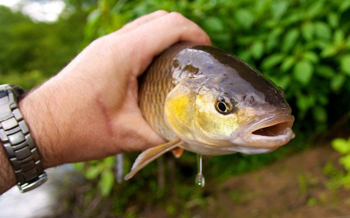 Les meilleurs wobblers pour chub