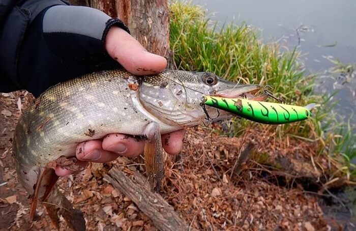 Les meilleurs wobblers pour le brochet Les meilleurs wobblers pour le brochet