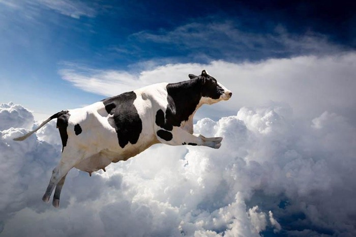 est mort dans une violente collision de sa voiture avec une vache