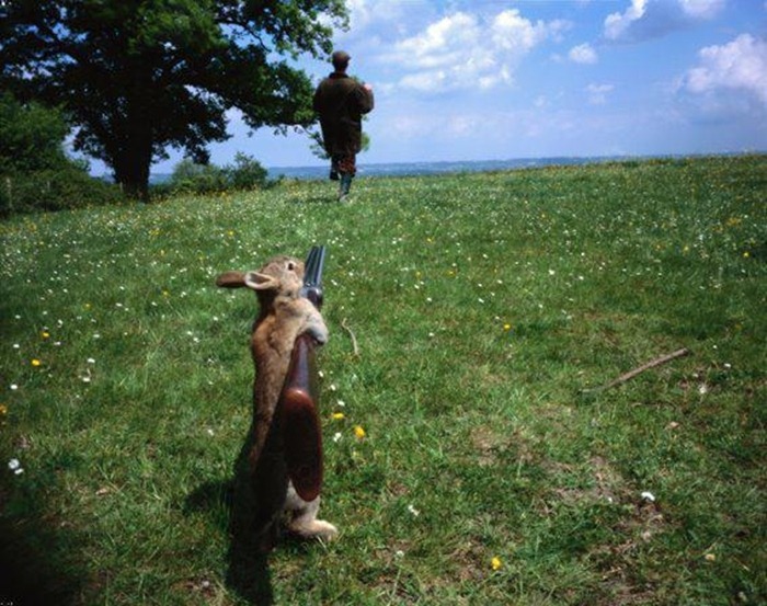 lapin a accidentellement appuyé sur la détente
