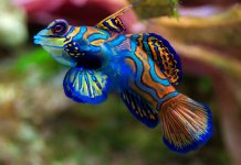 Le plus beau poisson du monde (20 photos)