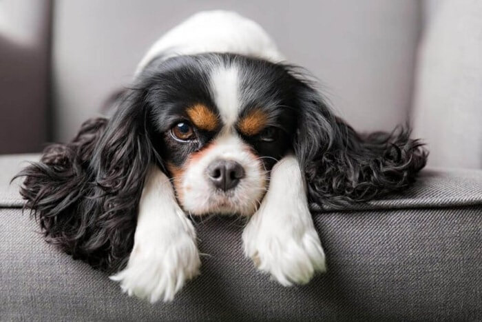 Cavalier roi Charles Spaniel