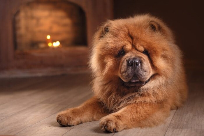 Chow Chow