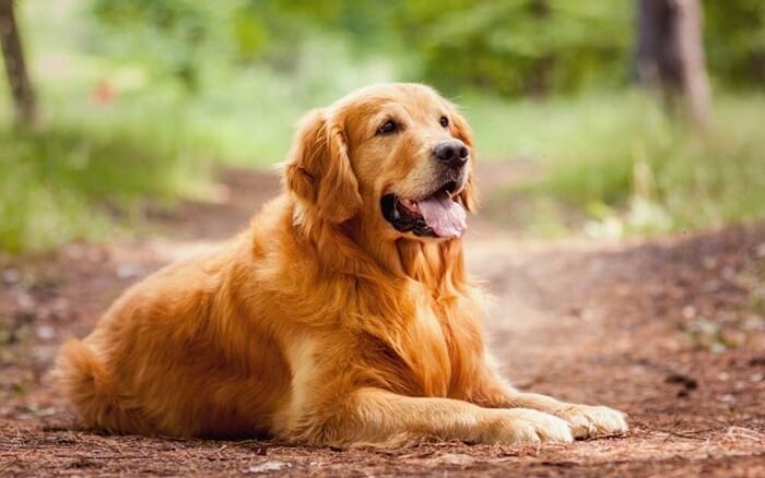 Golden retriever