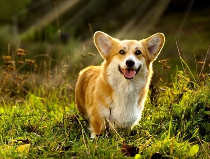 Pembroke Welsh Corgi