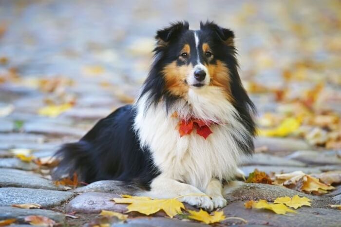 Sheltie, berger écossais