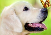 Les plus belles races de chiens du monde: top 20, photo