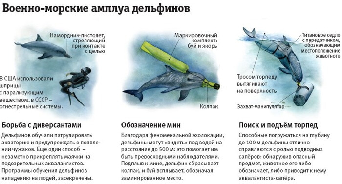 Combattre les dauphins