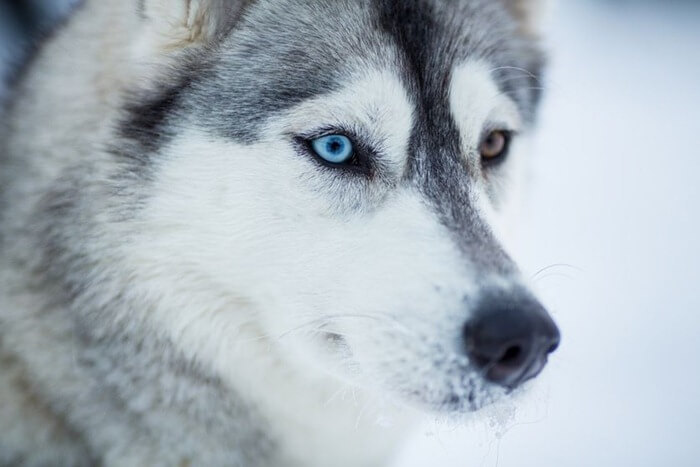 Siberian Husky est le plus beau chien du monde