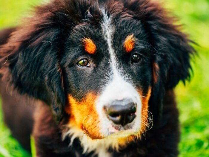 Chien de berger bernois (chien de montagne)
