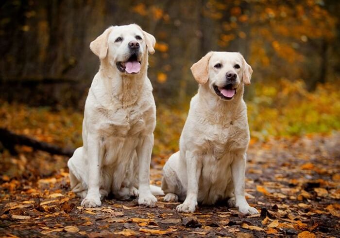Labrador Retriever