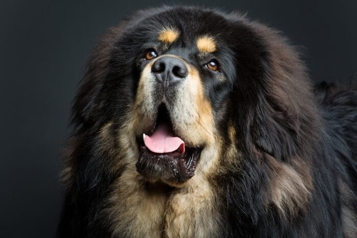 Mastiff tibétain