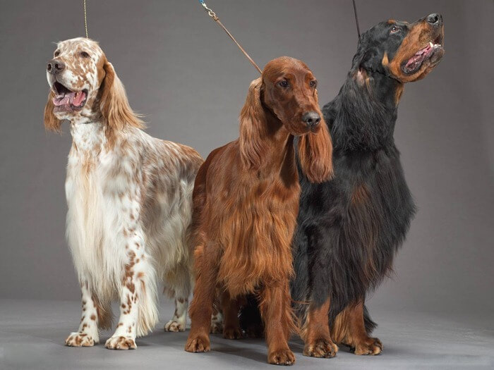 Setter écossais