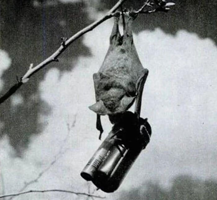 Bombe de chauve-souris