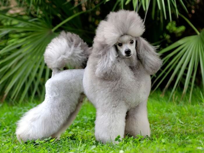 Caniche