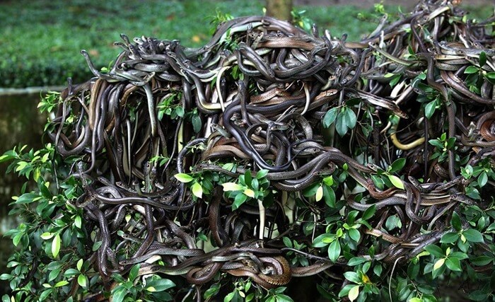 Île aux serpents