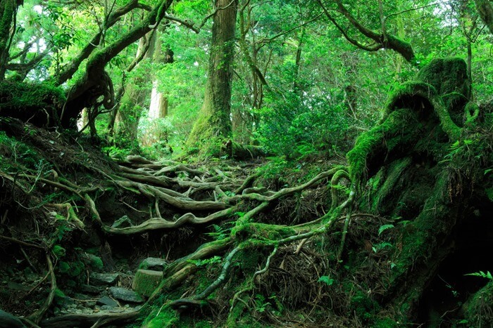 Forêt du suicide