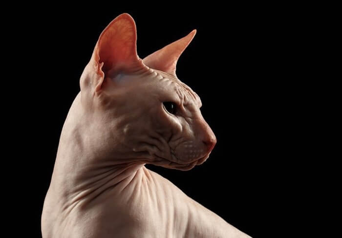 Sphynx canadien, photo
