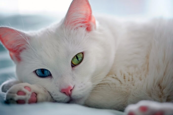 Oeil de diamant de race Khao-mani, photo d'un chat