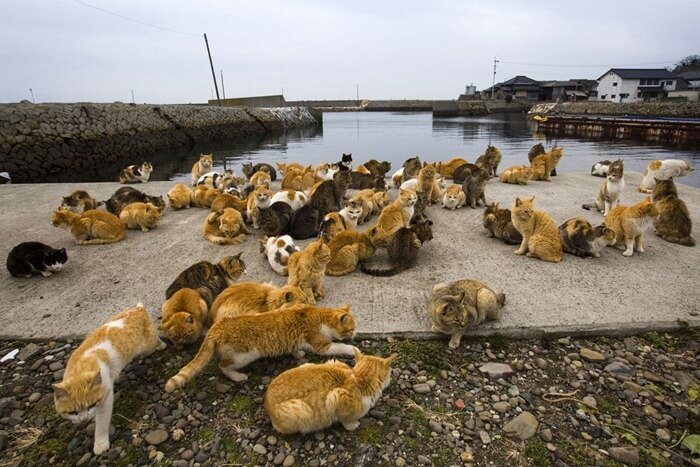 Cat Island, Japon