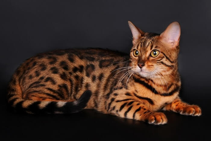 Toyger