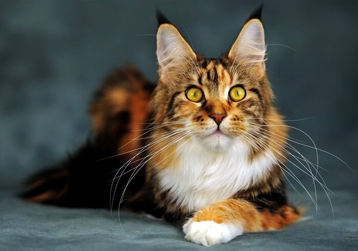 Mainecoon est la race de chat la plus lourde