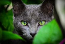 Les animaux les plus riches du monde
