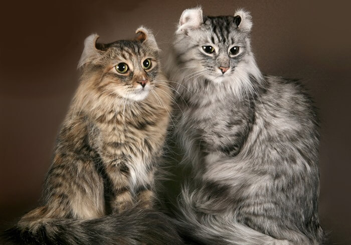 American Curl, photo de race