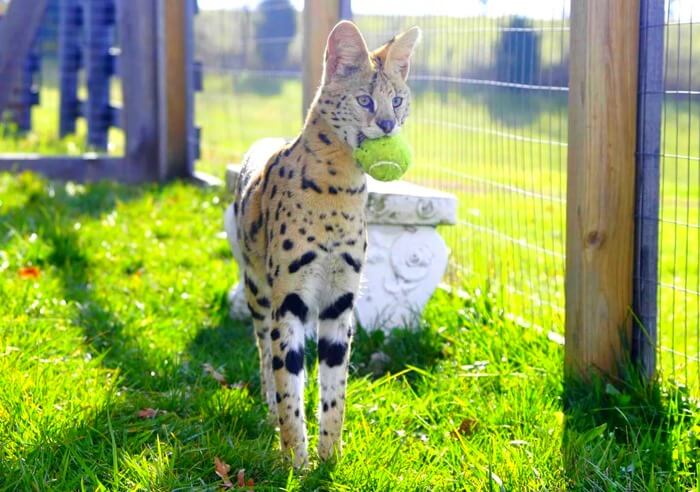 Savannah est le chat le plus cher du monde
