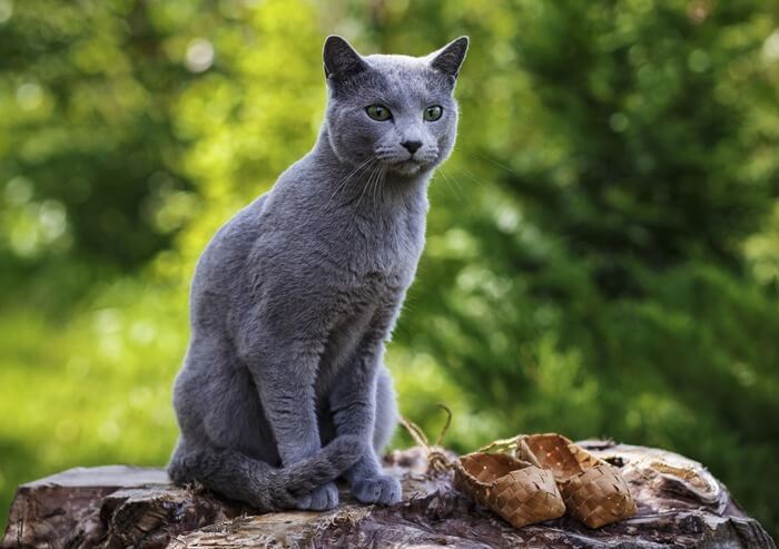 Chat bleu russe, photo