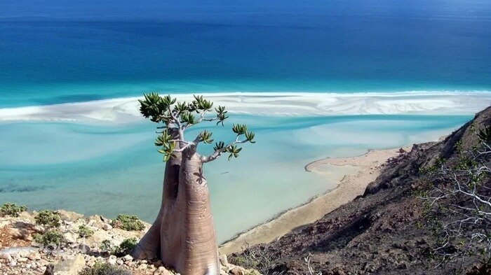 Île de Socotra, Yémen