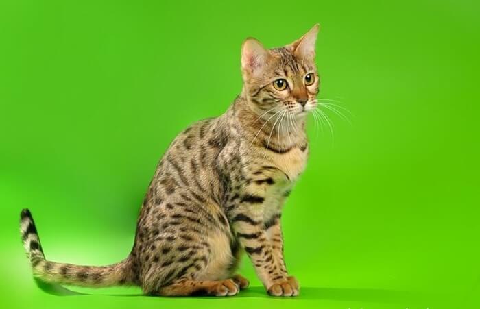 Chat Serengeti, photo